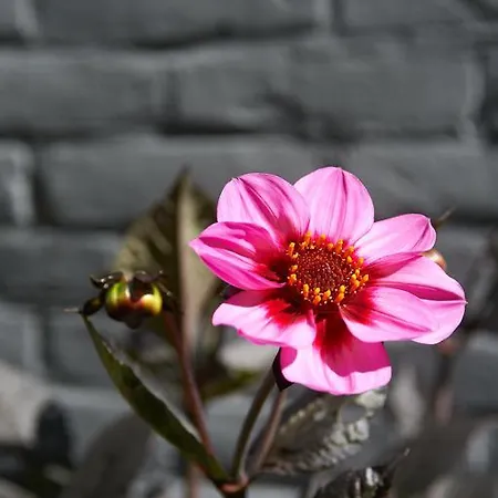 Kranenbergh Boutique Appartamento