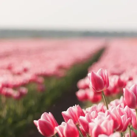 Kranenbergh Boutique Appartamento