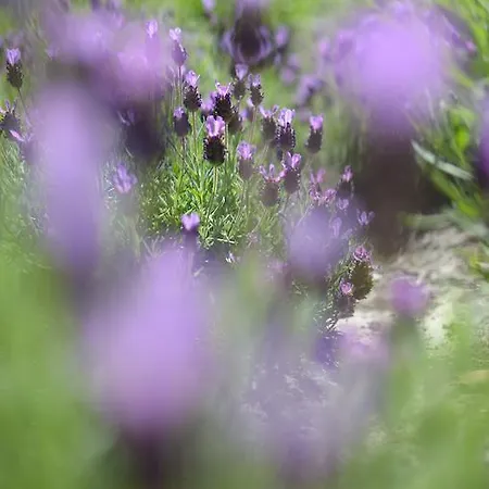 Kranenbergh Boutique Lejlighed